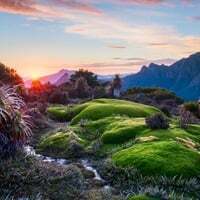 Tasmanian Cushion Plants